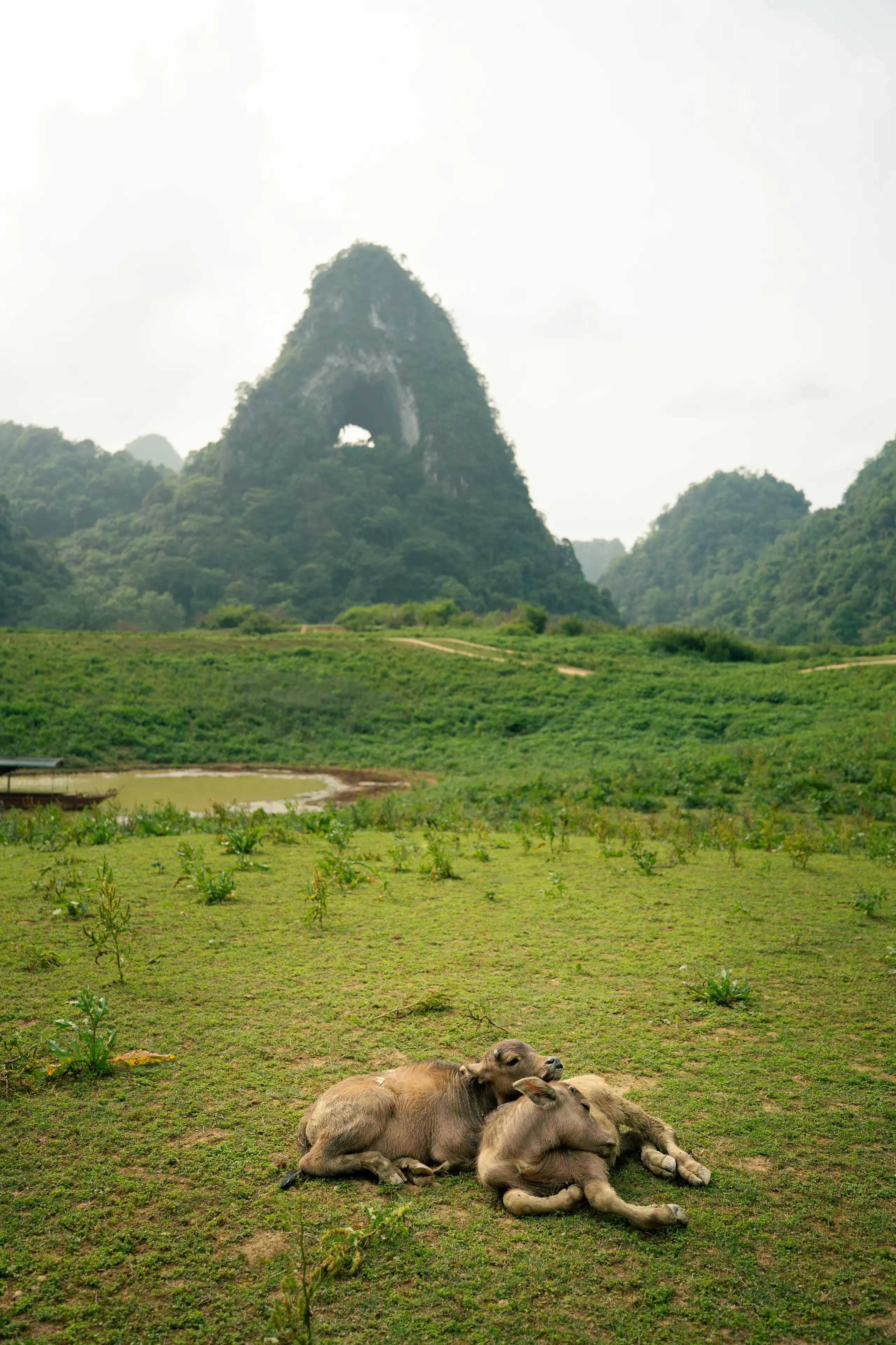 album image