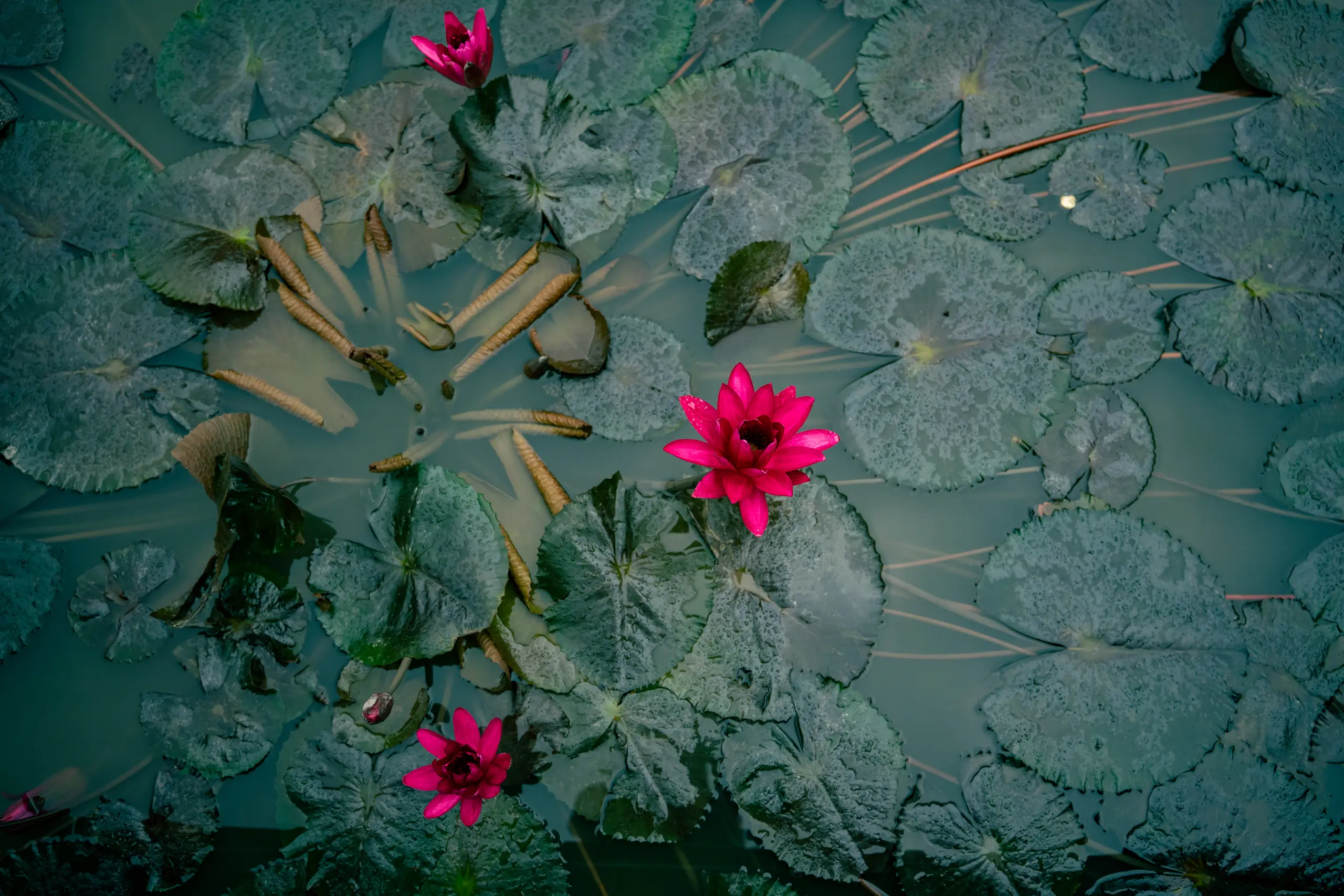 album image